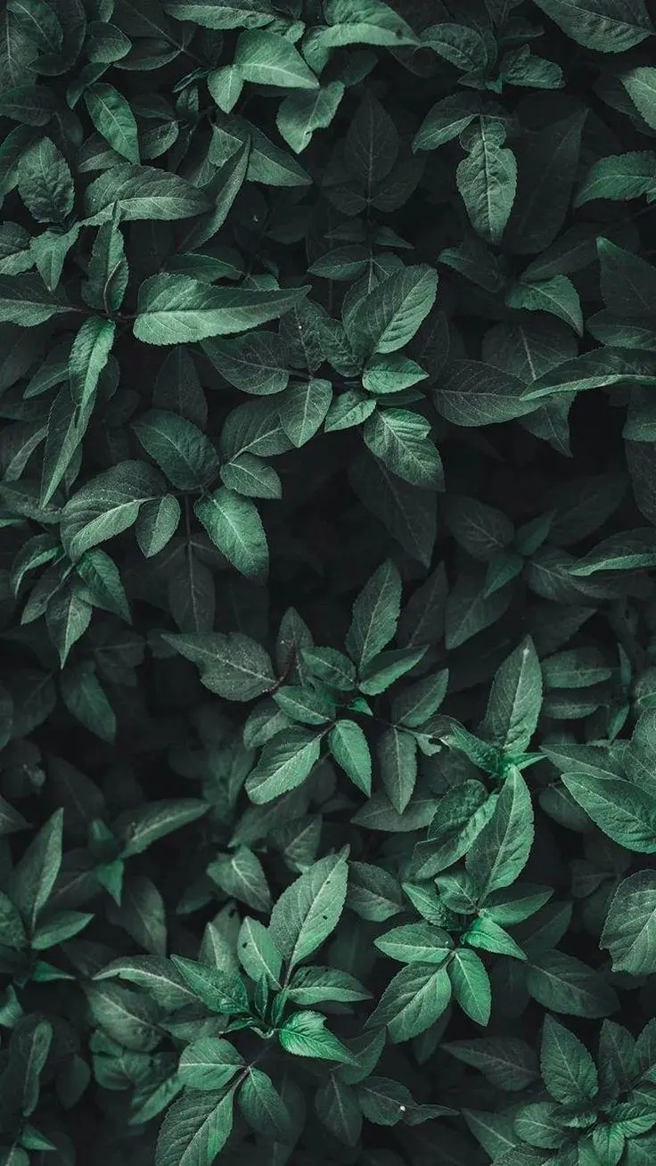 Textured Wallpaper of Green Leaves