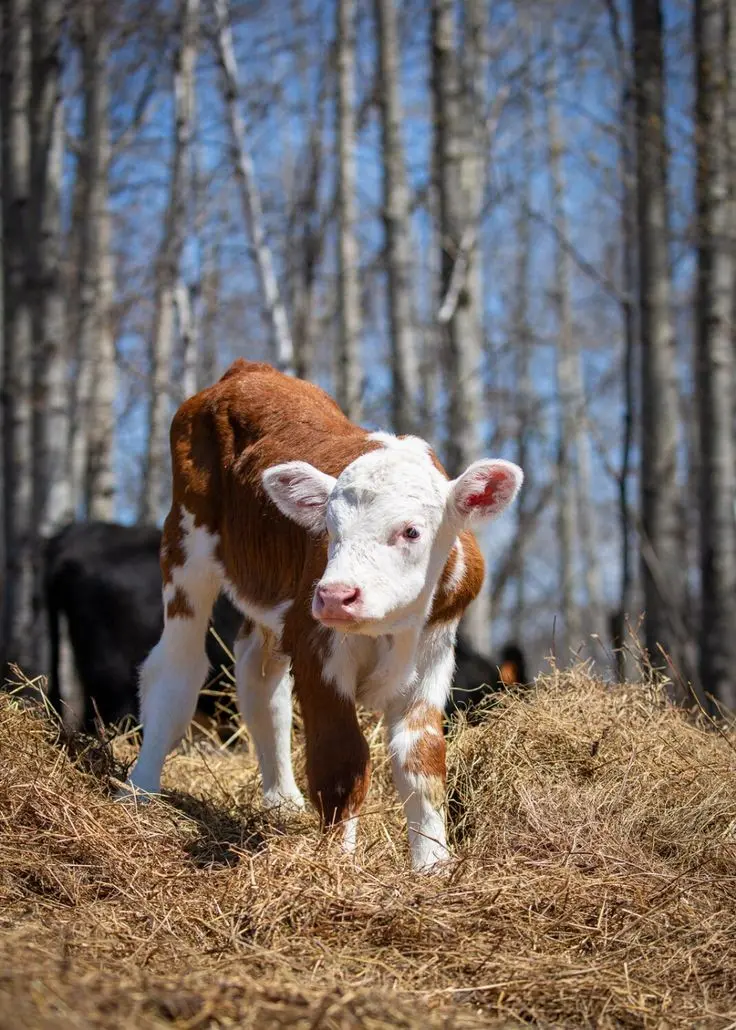 Download Photo of Brown Cow in Forest