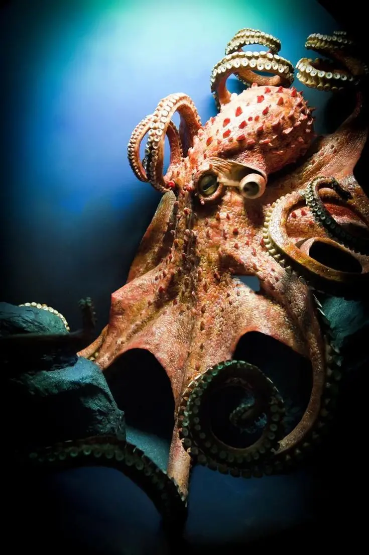 Download Octopus Photography Background Image