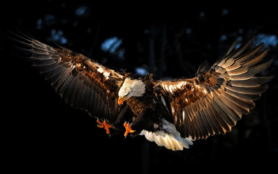 Download Beautiful Eagle Wallpaper for Desktop in HD