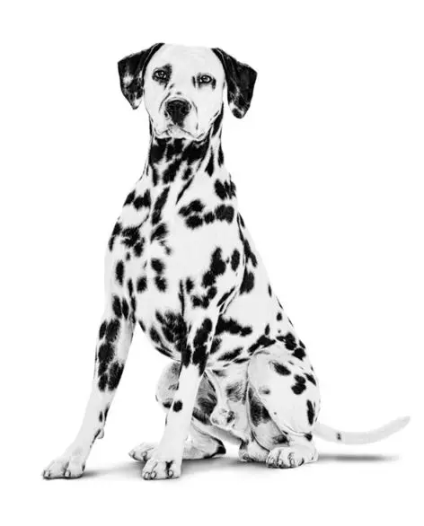 Dalmatian Dog Image - A Unique Spotted Breed