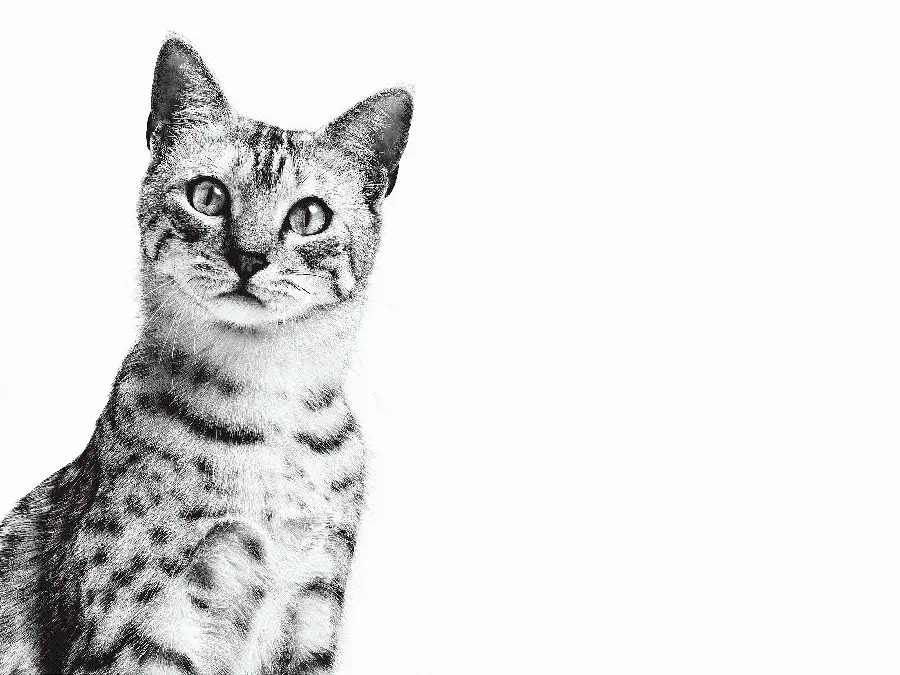 Egyptian Mau Cat Photo