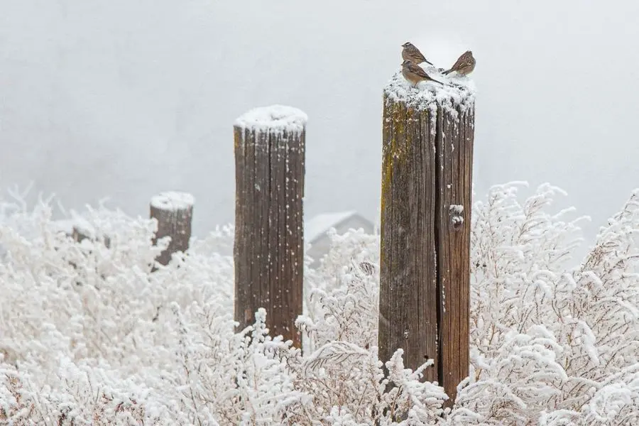 Rule of Odds in Photography