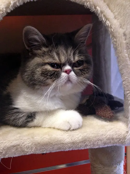 Sad Cute Cat Photo