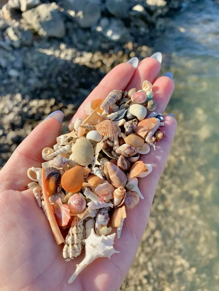 Download Image of Many Shells in the Palm of a Hand