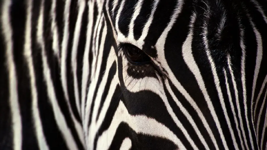 Download High-Quality Zebra Poster