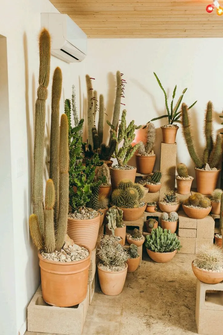 Download Image of Small and Large Cacti Pots Under Air Conditioner