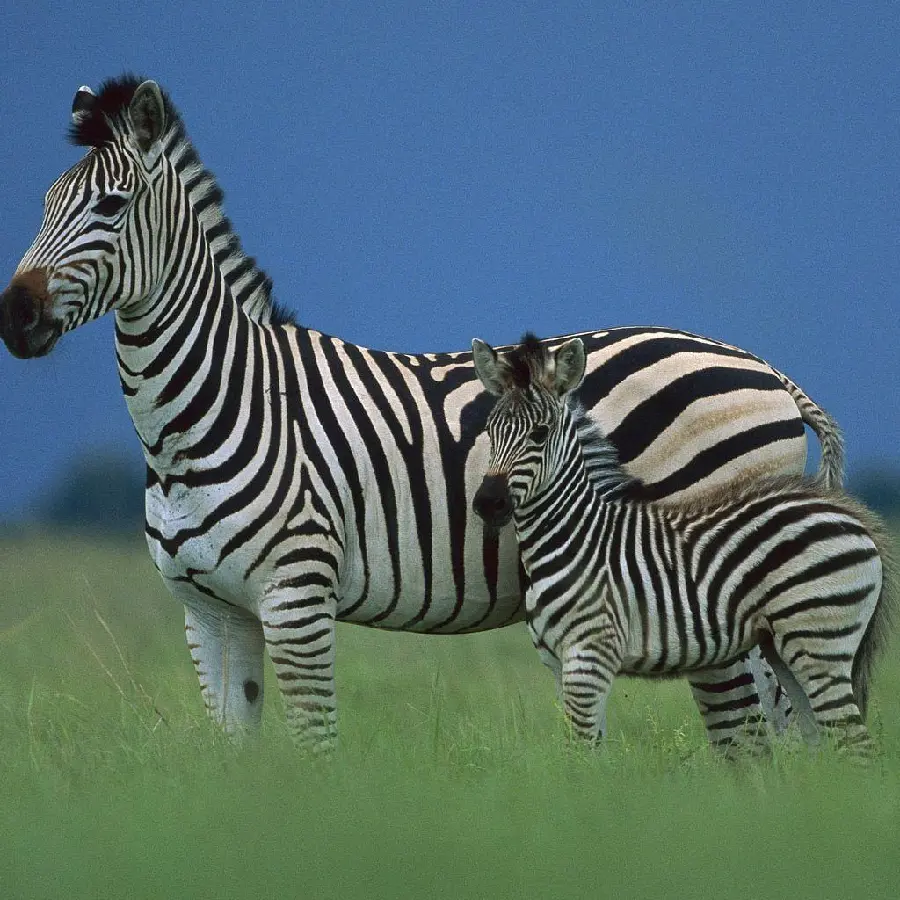 Download Picture of a Zebra Mother and Baby