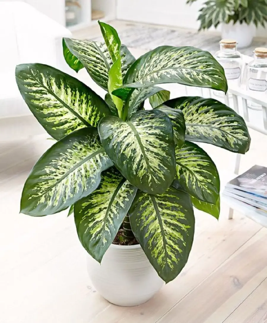 Dieffenbachia - A Stunning but Toxic Houseplant