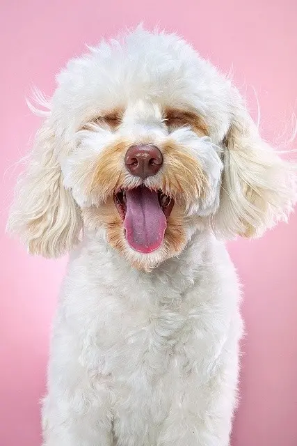 Wallpaper of Havanese Dog Suitable for Apartment Living