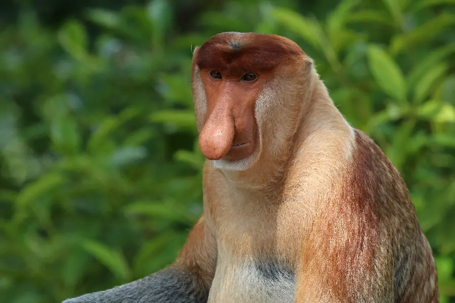 Photo of Proboscis Monkey