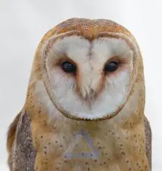 Brown and White Owl Photo - Mysterious and Beautiful