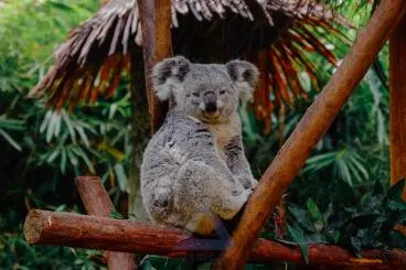 Photo of a Koala Smiling at the Camera