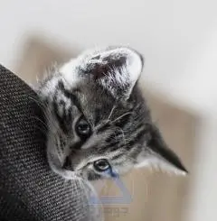Silver Cat Photo