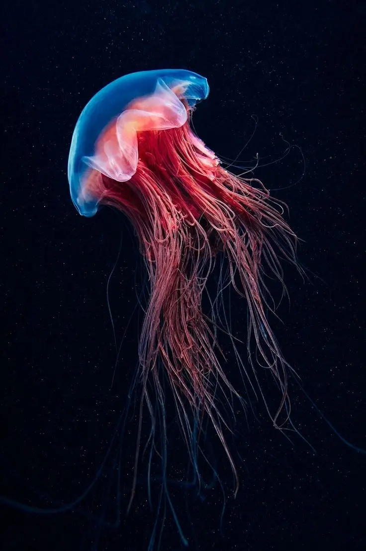 Download High-Quality Jellyfish Wallpaper for Instagram Covers