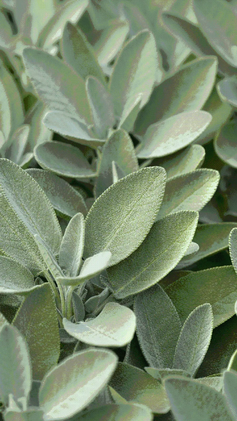 Download Olive Green Wallpaper
