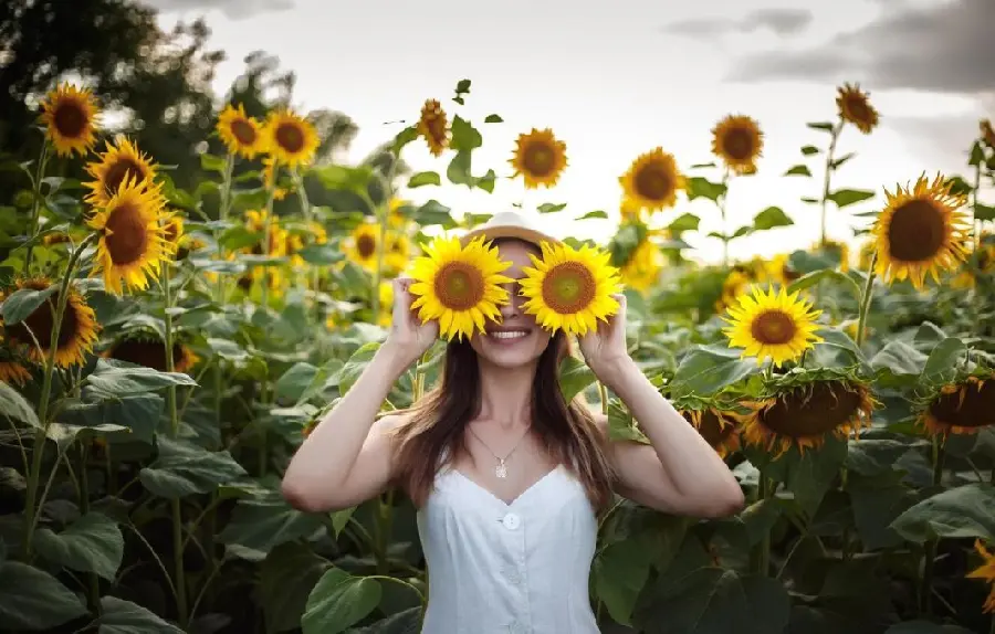 Download Beautiful Sunflower Images for Wallpaper and Background