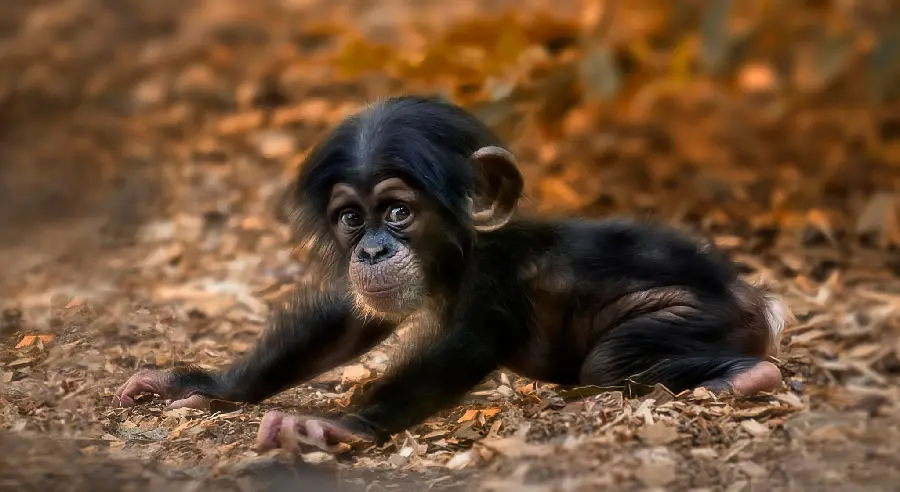 Cute and Adorable Baby Chimpanzee Photos for Download