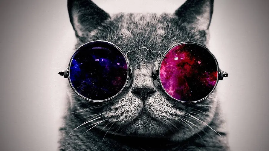 Adorable Cat with Cute Face Photo