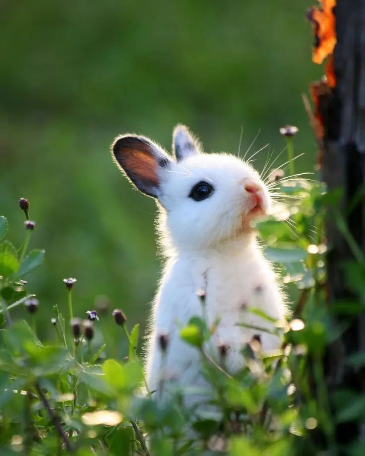 Cute Rabbit Picture
