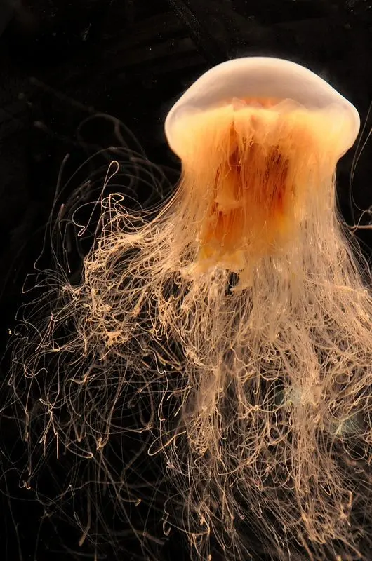 Download Dangerous Jellyfish Image for PowerPoint Presentations