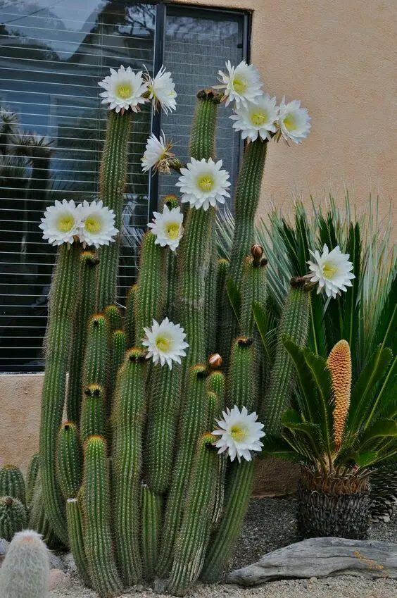Download Wallpaper of Cacti in Bloom