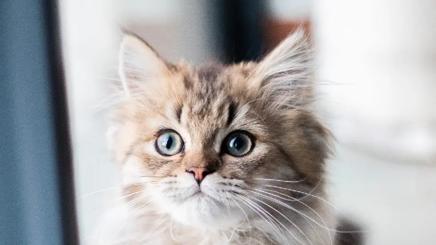 Real Cute Cat Photo