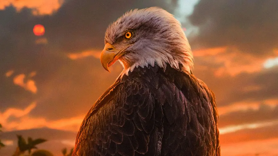 Download Eagle Image in HD Quality for Nature Lovers