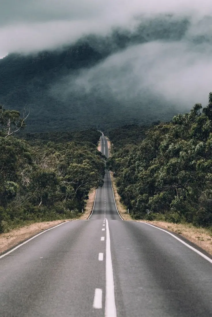 Download Forest Road in Fog Image