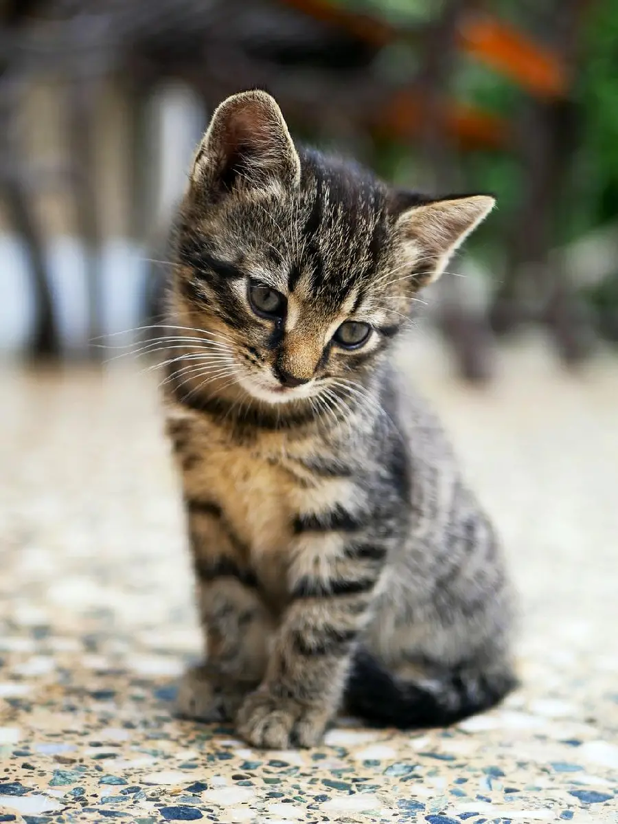 Cute and Sweet Kitten Picture for Profile and Wallpaper
