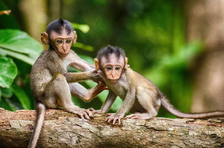 Download Cute and Funny Baby Chimpanzee Photos