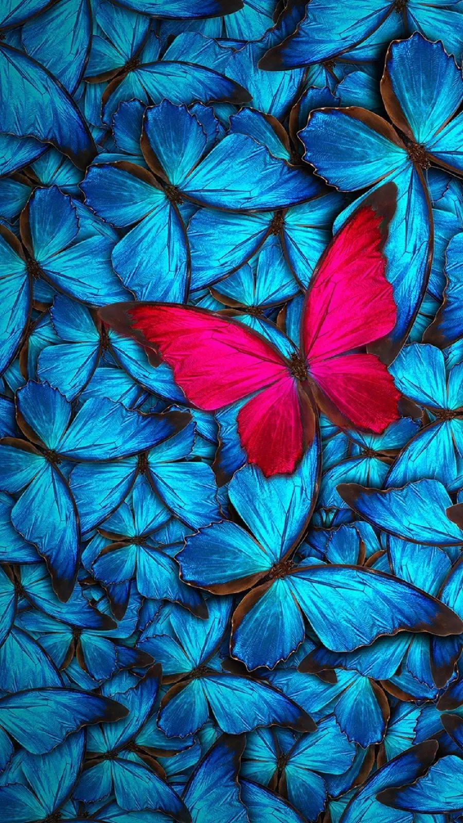 HD Wallpaper of Butterfly