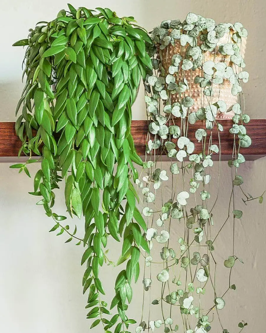 Aschynanthus Indoor Plant Photo and Care Tips