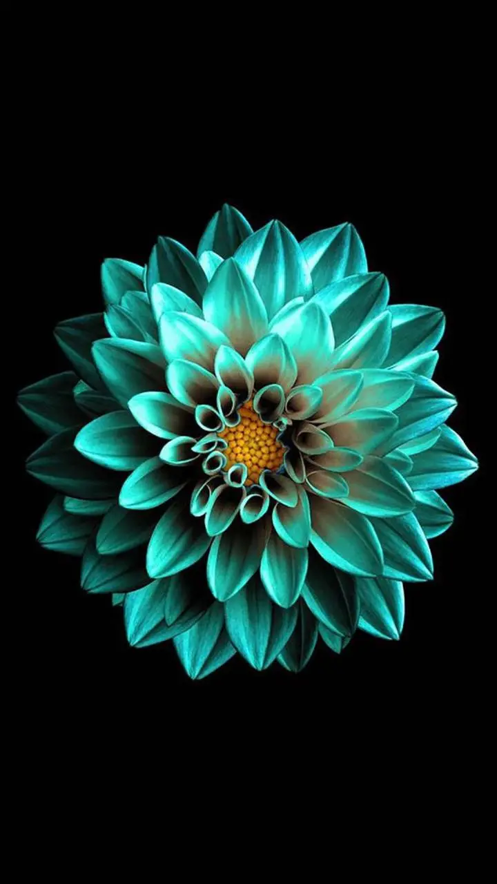 Download AMOLED Flower Wallpaper