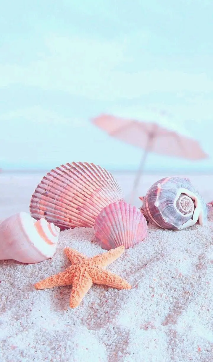 Download Background Image of Shells on Beach Sand