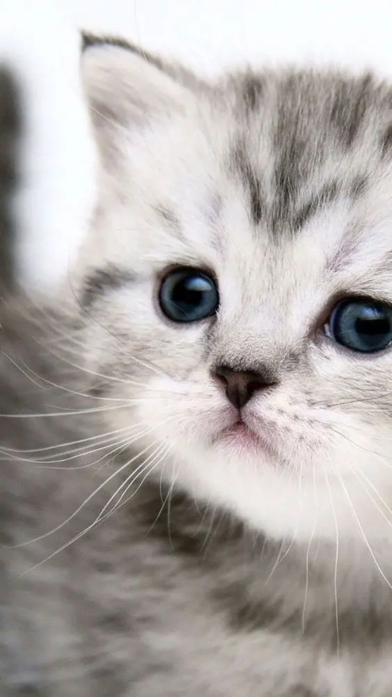 Beautiful and Sweet Kitten Picture for Wallpaper
