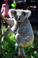 Photo of a Koala on Eucalyptus Tree Branches