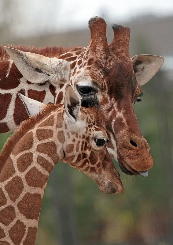 Download Giraffe Mother and Baby Wallpaper