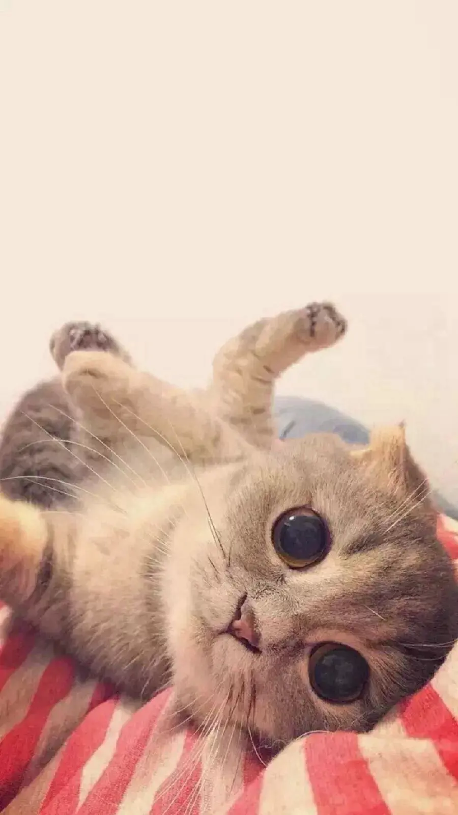 Adorable and Cute Cat Photo