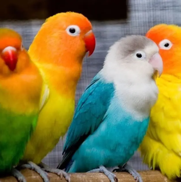Lovebird Colorful Bird High-Quality Photo