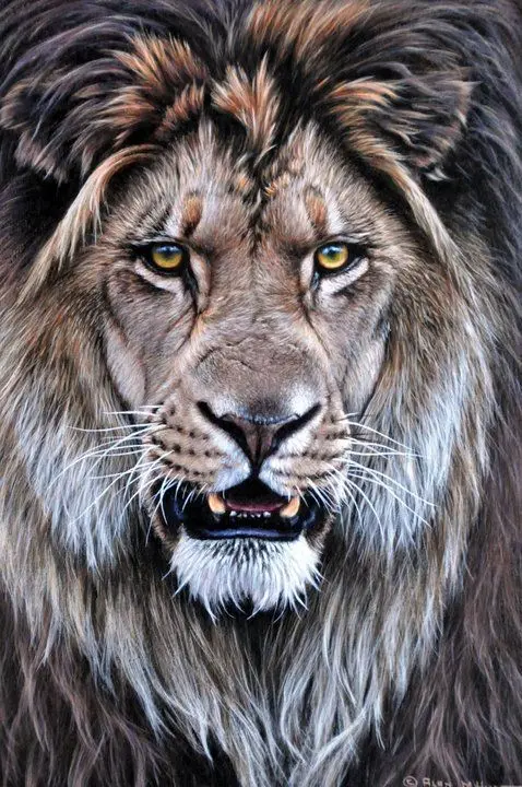 Full Face Lion Photo in HD