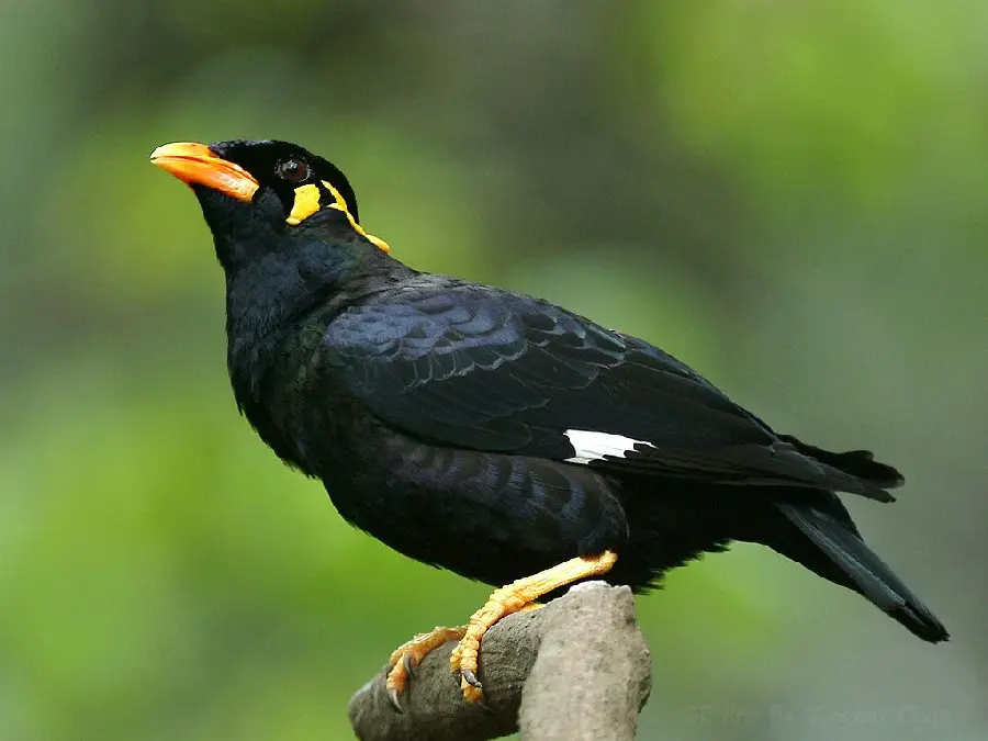Photos of Myna Birds - Popular and Charming Pets