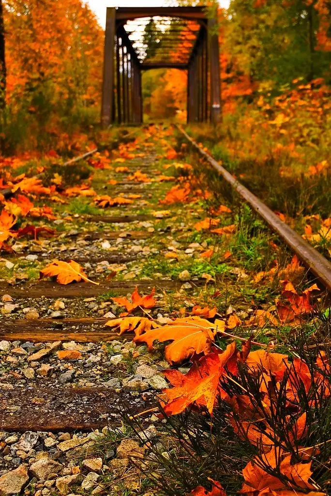 Download Fall Leaves on Train Tracks Profile Picture