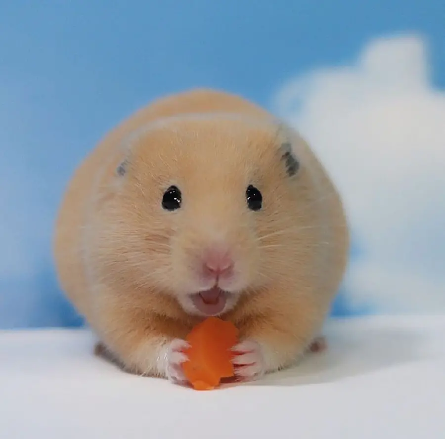 Download Profile Picture of Chubby Cream Hamster