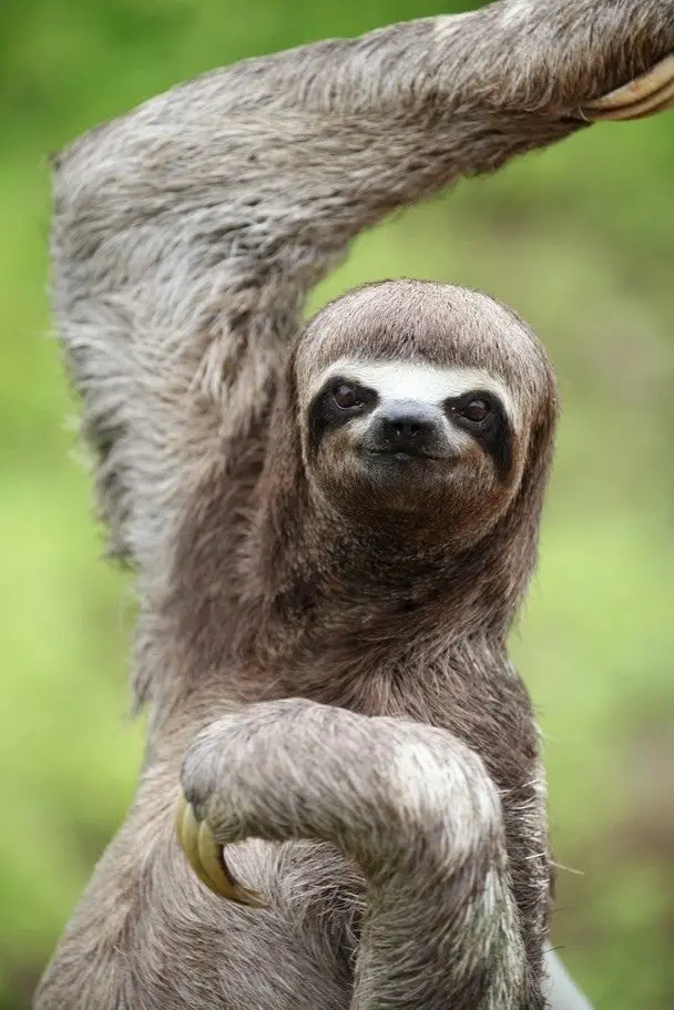 Download Tree Sloth Raising Arm Background Image