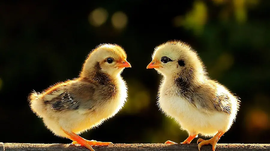 Yellow Chick Photo for Desktop Backgrounds
