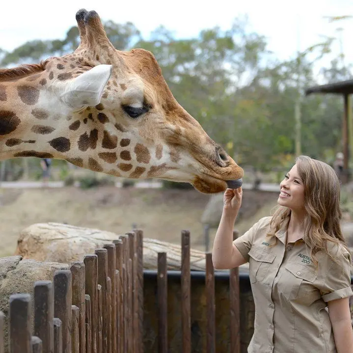 Download Feeding Giraffe 8K Quality Image