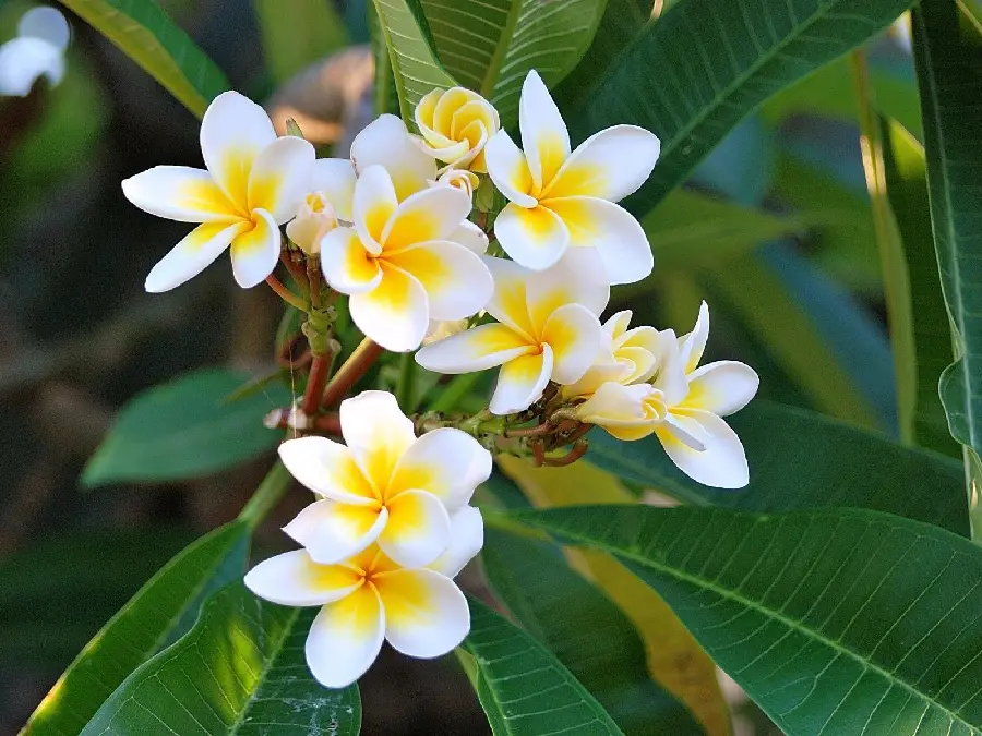 Plumeria Flower Pictures - Beautiful Frangipani Flowers