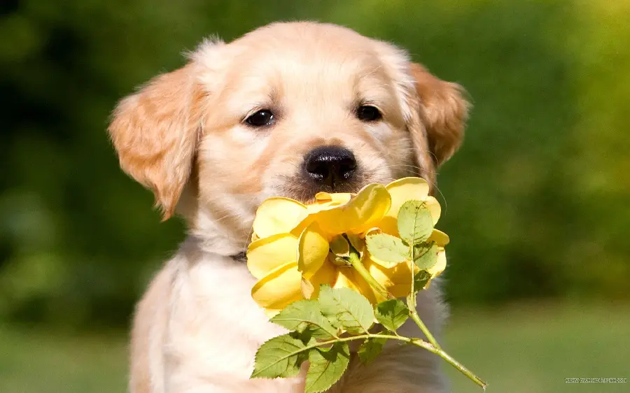 Golden Retriever Dog Breed Photos and Characteristics