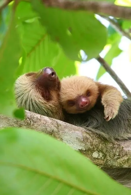Download Two Tree Sloths Sleeping HD Background